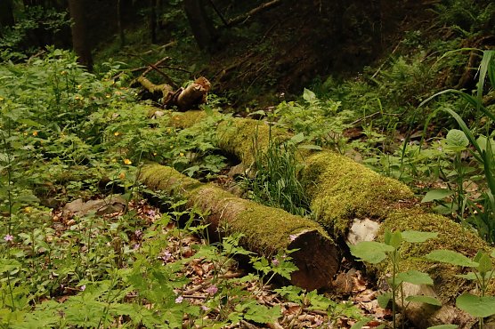 Wetterbild (Foto: agl)