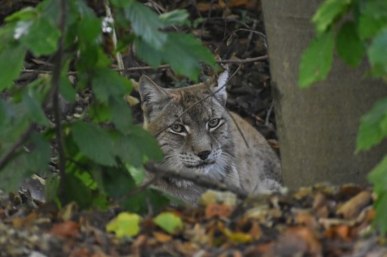 "Primus" in seiner neuen Wohnstatt in Worbis (Foto: Bärenpark Worbis) "Primus" in seiner neuen Wohnstatt in Worbis (Foto: Bärenpark Worbis)