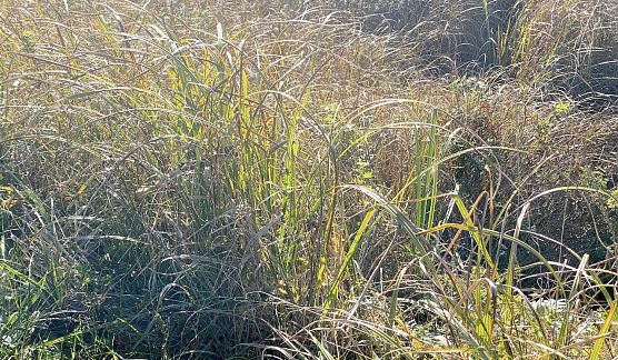 Wechselhaftes Herbstwetter h&auml;lt an (Foto: oas)