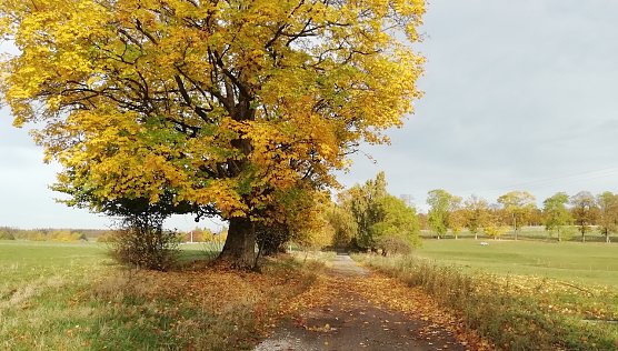 In Sophienhof, dem n&ouml;rdlichste Th&uuml;ringer Punkt, strahlte heute Morgen bei 14 Grad die Sonne (Foto: W.J&ouml;rgens)