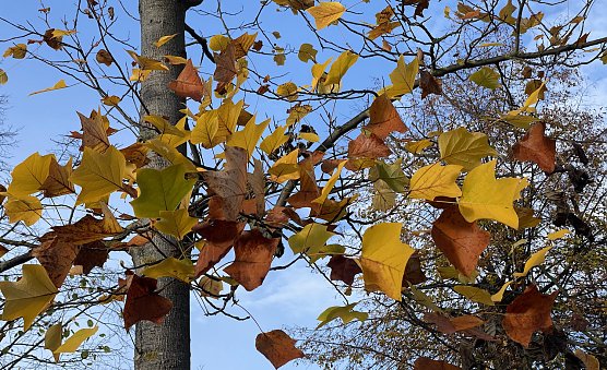 Es wird windig in den nächsten Tagen (Foto: oas) Es wird windig in den nächsten Tagen (Foto: oas)