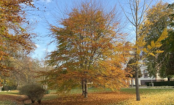 Im Kurpark Bad Langensalzas (Foto: oas)