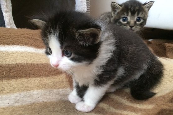 OP Versicherung für Katzen kann sich lohnen (Foto: Eva Maria Wiegand) OP Versicherung für Katzen kann sich lohnen (Foto: Eva Maria Wiegand)