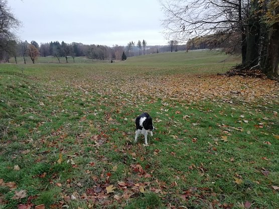 In Sophienhof im Harz ist der Schnee der letzten Tage nur noch Erinnerung (Foto: W. Jörgens) In Sophienhof im Harz ist der Schnee der letzten Tage nur noch Erinnerung (Foto: W. Jörgens)