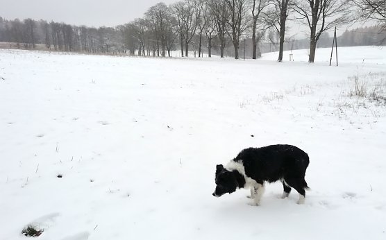 Der Winter hielt in Sophienhof im harz Einzug mit -3 Grad und f&uuml;nf Zentimeter Neuschnee &uuml;ber Nacht (Foto: W. J&ouml;rgens)