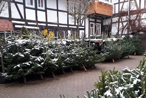 Wieder Weihnachtsbaum-Aktionstag am Samstag (Foto: Eichsfelder Staudenhof ) Wieder Weihnachtsbaum-Aktionstag am Samstag (Foto: Eichsfelder Staudenhof )