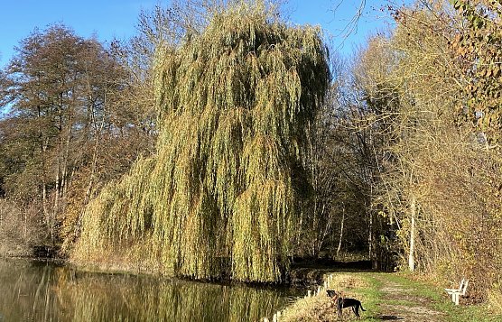 Nur wenig Sonne wird über die Feiertage scheinen (Foto: oas) Nur wenig Sonne wird über die Feiertage scheinen (Foto: oas)
