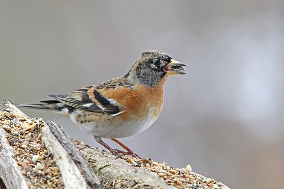 Die Stunde der Wintervögel schlägt wieder ab kommenden Freitag (Foto: Dr. Christoph Moning) Die Stunde der Wintervögel schlägt wieder ab kommenden Freitag (Foto: Dr. Christoph Moning)