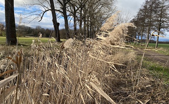 Die Temperaturen bleiben weiter wenig winterlich (Foto: oas)
