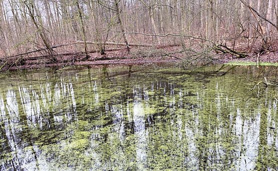 Kein Teich friert zu in diesem Januar (Foto: oas)
