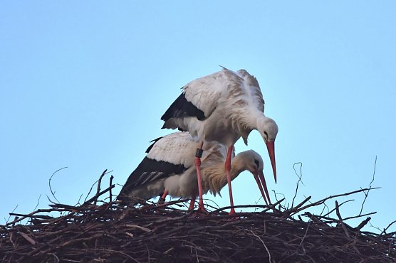 Weißstörche schon im Januar (Foto: Klaus Schmidt) Weißstörche schon im Januar (Foto: Klaus Schmidt)