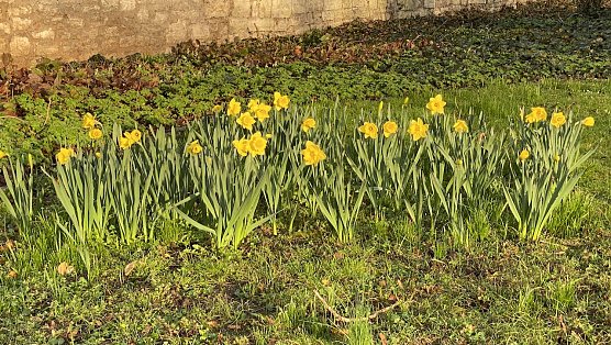 Der Fr&uuml;hling bricht sich &uuml;berall Bahn: Hier im Kurpark Bad Langensalza (Foto: oas)
