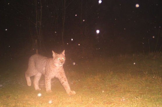 Jungtier lief in die Fotofalle (Foto: BUND) Jungtier lief in die Fotofalle (Foto: BUND)