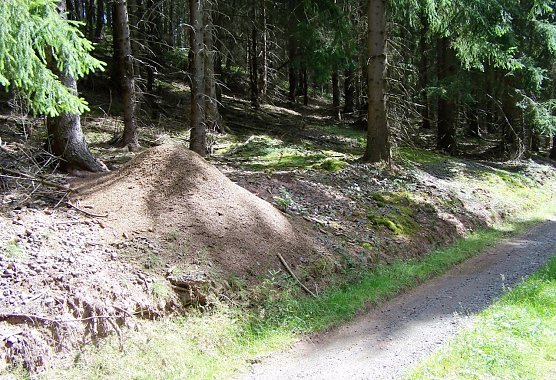M&ouml;gen untersonnte Waldr&auml;nder f&uuml;r ihre imposanten Bauwerke: Waldameisen. Th&uuml;ringens Forstleute sch&uuml;tzen und f&ouml;rdern die Sechsbeiner (Foto: Dr. Horst Spro&szlig;mann)