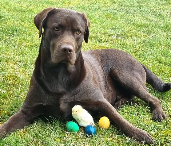 Zwei dicke Freunde (Foto: M.Linnekuhl) Zwei dicke Freunde (Foto: M.Linnekuhl)