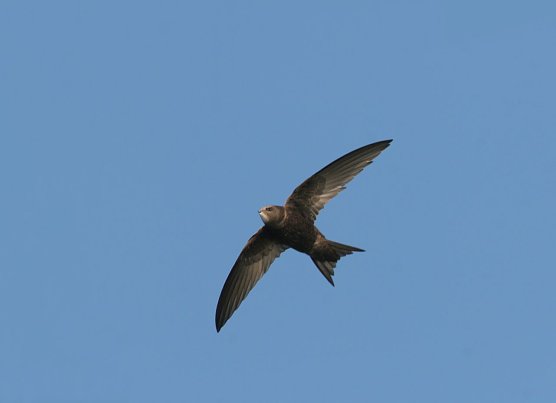 Um die Mauersegler ist es nicht gut bestellt in Thüringen (Foto: Fotonatur) Um die Mauersegler ist es nicht gut bestellt in Thüringen (Foto: Fotonatur)