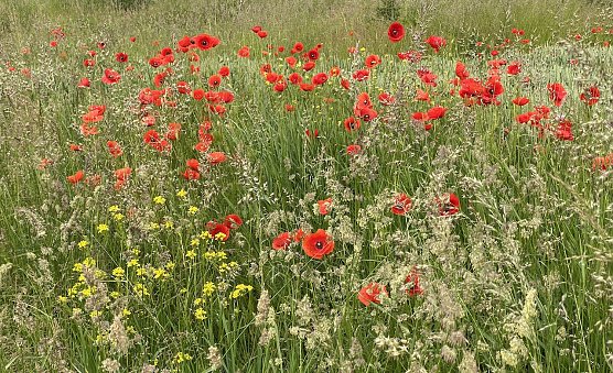 Weiter sommerliche Temperaturen und schönes Wetter (Foto: oas) Weiter sommerliche Temperaturen und schönes Wetter (Foto: oas)