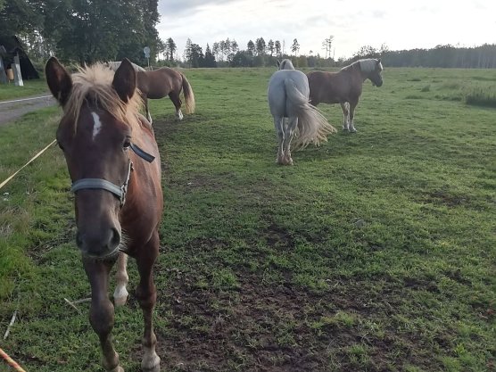 Auf der H&ouml;he in Sophienhof ma&szlig; man heute morgen 16 Grad bei leichter Bew&ouml;lkung, da l&auml;sst es sich aushalten (Foto: W. J&ouml;rgens)