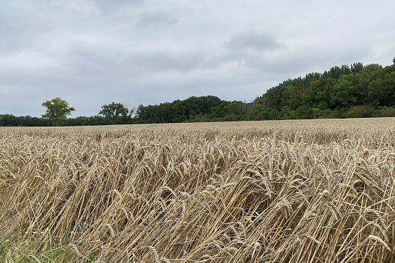 Zu nass und sonnenarm pr&auml;sentierte sich der August 2023 (Foto: oas)