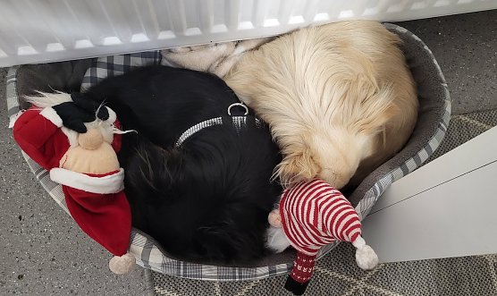 Anuk und Calvin Klein genießen ihren Platz an der Heizung (Foto: Frank Klein aus Bad Frankenhausen) Anuk und Calvin Klein genießen ihren Platz an der Heizung (Foto: Frank Klein aus Bad Frankenhausen)
