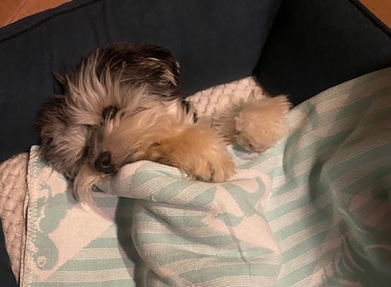 Rudi f&uuml;hlt sich wohl (Foto: Ingrid aus Nordhausen)