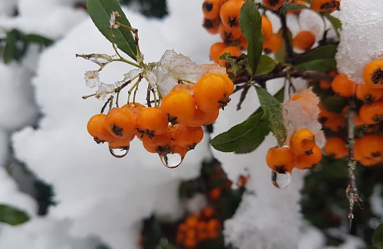 Momentaufnahme im Schnee (Foto: Christina Kannengießer ) Momentaufnahme im Schnee (Foto: Christina Kannengießer )