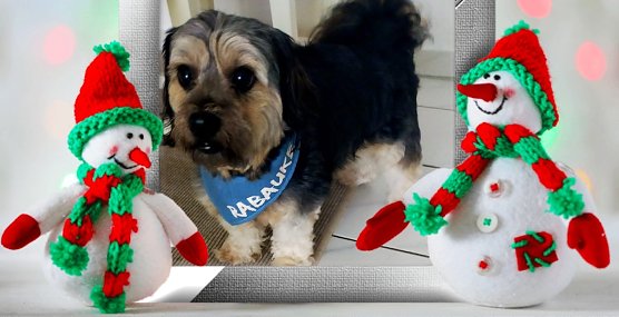 Der kleine Schatz Toni (Foto: Familie Lauterbach aus Sondershausen) Der kleine Schatz Toni (Foto: Familie Lauterbach aus Sondershausen)