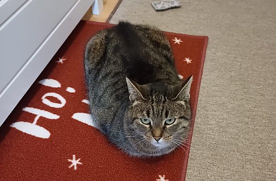 "Ho! Ho! Ho! Wann gibt's wieder Leckerchen? (Foto: Roswitha und J&ouml;rg aus Nordhausen)