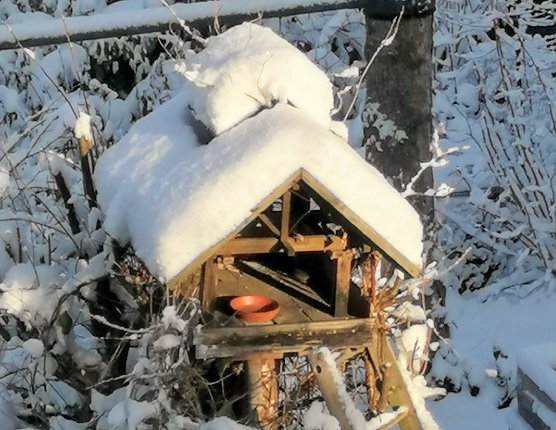 Besuch am Morgen (Foto: Anita Kaltbach) Besuch am Morgen (Foto: Anita Kaltbach)