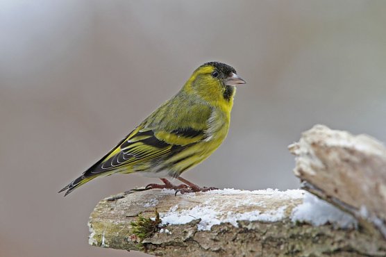 Mit etwas Gl&uuml;ck sieht man auch einen Erlenzeisig (Foto: Christoph Moning)