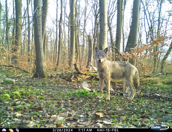 Ein Jungwolf auf der Durchreise wurde im Nationalpark Hainich gesichtet (Foto: Nationalpark-Verwaltung Hainich)