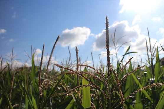 Wetterbild (Foto: agl)