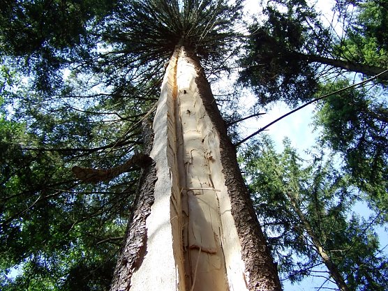Der Klimawandel wird auch Gewitterereignisse verst&auml;rken. Sie passieren h&auml;ufiger und intensiver  - sagen die Klimaforscher in ihren Szenarien voraus (Foto: Dr. Horst Spro&szlig;mann)
