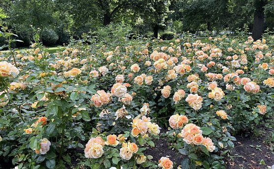 Weiterhin regnerisch und st&uuml;rmisch in den n&auml;chsten Tagen (Foto: oas)