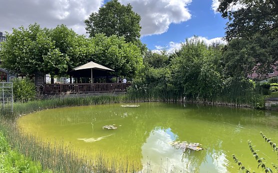 Im Rosengarten Bad Langensalza (Foto: oas)