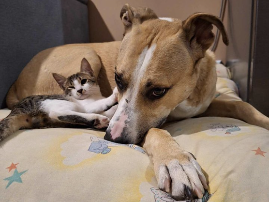 Tipps bei Heimtierallergien (Foto: Vier Pfoten)