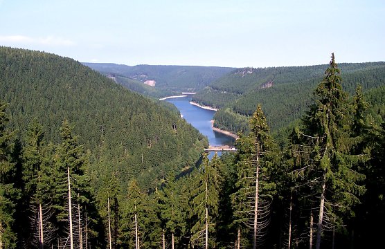 Die Fichte in Th&uuml;ringen, hier an der Ohratalsperre, ist trotz fortschreitendem Klimawandel l&auml;ngst nicht verloren: In den H&ouml;henlagen wird sie als Mischwaldbaumart erhalten bleiben (Foto: Dr. Horst Spro&szlig;mann)
