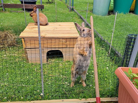 Die Hasen Erna und Mary Lou (auf dem Dach) (Foto: Familie Zirnemann) Die Hasen Erna und Mary Lou (auf dem Dach) (Foto: Familie Zirnemann)
