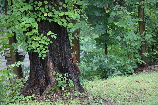 Das Eichh&ouml;rnchen im Park Hohenrode in Nordhausen zeigte sich von all dem Wasser eher unbeeindruckt (Foto: agl)