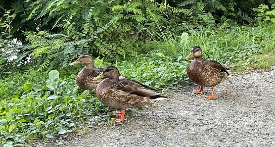 Vereinzelt sind nach wie vor Gewitter möglich (Foto: oas) Vereinzelt sind nach wie vor Gewitter möglich (Foto: oas)