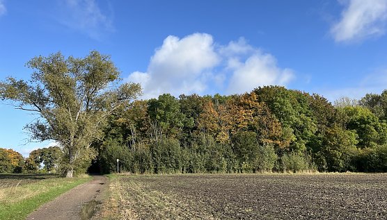 Am Badew&auml;ldchen Bad Langensalza (Foto: oas)