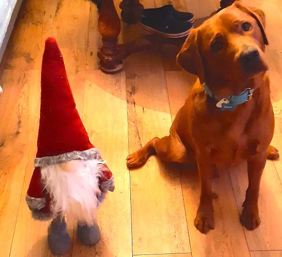 Labrador Heinrich aus Sondershausen (Foto: Heike Lange) Labrador Heinrich aus Sondershausen (Foto: Heike Lange)