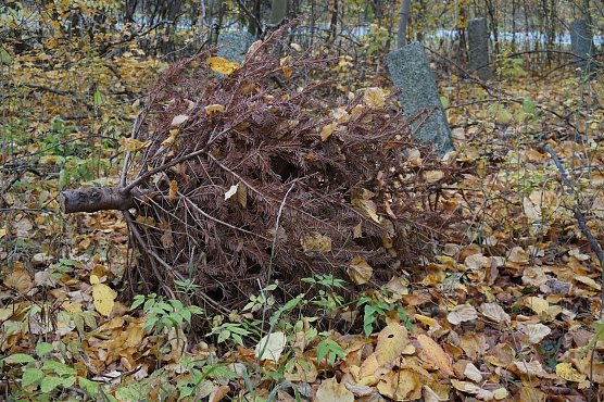 So bitte nicht! Illegal im Wald entsorgte Weihnachtsb&auml;ume sind erfahrungsgem&auml;&szlig; allzu schnell Kristallisationspunkte f&uuml;r weitere M&uuml;llablagerungen (Foto: Dr. Horst Spro&szlig;mann)