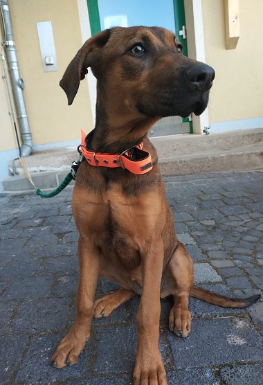 Wer kennt diese ca. 6 Monate alte H&uuml;ndin? Sie wurde im Helbetal ausgesetzt (Foto: LPI Nordhausen)