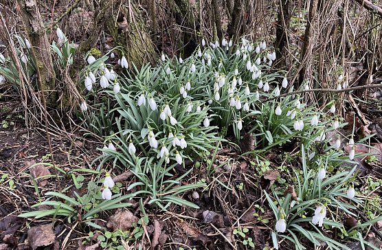 Fr&uuml;hlingsboten (Foto: oas)