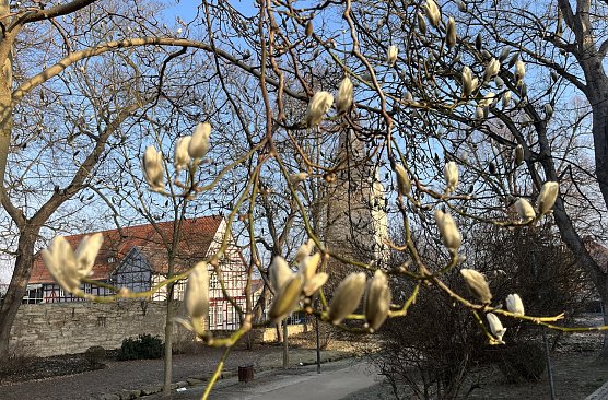 Die Magnolien im Bad Langensalzaer Kurpark lassen sich in ihrer Bl&uuml;te nicht mehr aufhalten  (Foto: oas)