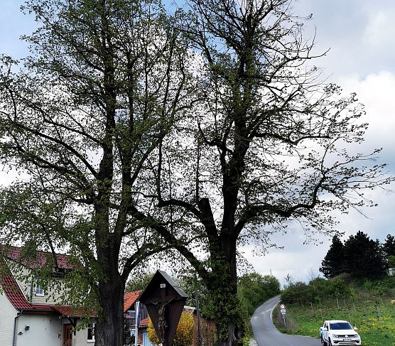 Beschädigte Winterlinde (Foto: R.Weißbach) Beschädigte Winterlinde (Foto: R.Weißbach)