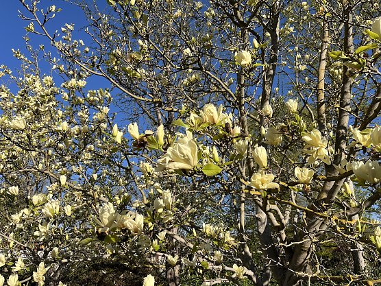Magnolienblüte (Foto: oas) Magnolienblüte (Foto: oas)