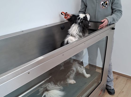 Rettungshundeausbildung im Eichsfeld (Foto: Theresa Behrendt)
