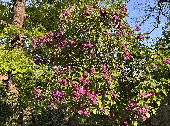 Fliederpracht (Foto: oas)